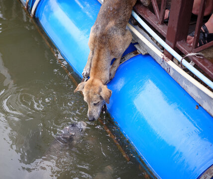 Dog catches fish in the lake, Thailand