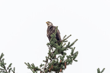 close up of a juvenile bald eagle resting on the tip of a pine tree in the park under overcast sky