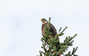 close up of a juvenile bald eagle resting on the tip of a pine tree in the park under overcast sky