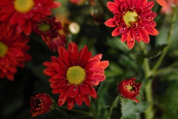 Chrysanthemum show in ShenZhen, year 2020