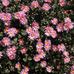 Fototapeta premium Chrysanthemum show in ShenZhen, year 2020