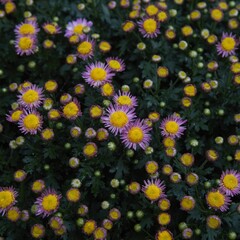 Chrysanthemum show in ShenZhen, year 2020