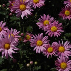 Chrysanthemum show in ShenZhen, year 2020