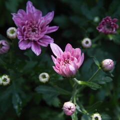 Chrysanthemum show in ShenZhen, year 2020
