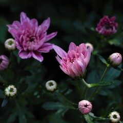 Chrysanthemum show in ShenZhen, year 2020