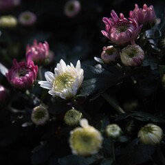 Chrysanthemum show in ShenZhen, year 2020