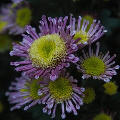 Chrysanthemum show in ShenZhen, year 2020