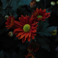 Chrysanthemum show in ShenZhen, year 2020