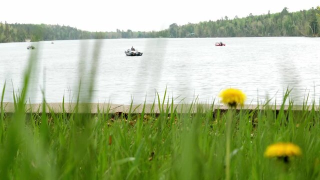 Yellow dandelion flower blossoms in the green grass near the shore of a lake with fishing boats. Focus shifts from far to near with shallow deepth of field.