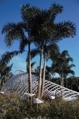 Bougainvillea glabra show in ShenZhen, year 2020