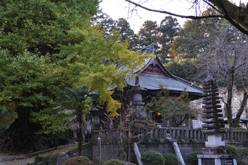 岩殿観音正法寺の観音堂と大銀杏（埼玉県東松山市）