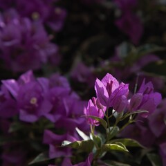 Bougainvillea glabra show in ShenZhen, year 2020
