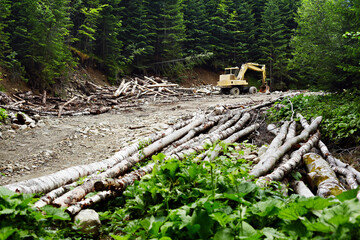 Deforestation in the Carpathian Mountains. The excavator destroys the forest. Illegal deforestation.
