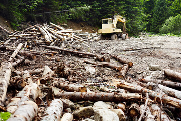 Deforestation in the Carpathian Mountains. The excavator destroys the forest. Illegal deforestation.