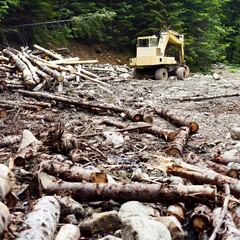 Deforestation in the Carpathian Mountains. The excavator destroys the forest. Illegal deforestation.