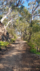 Fototapeta premium Australian Bush and Eucalypt Forest along the Patonga Pearl Beach Fire Trail New South Wales Australia