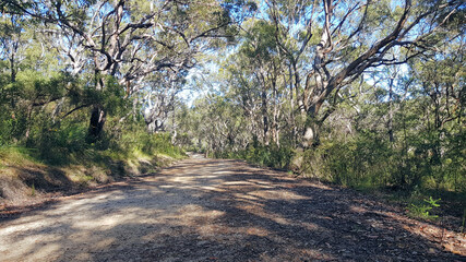 Australian Bush and Eucalypt Forest along the Patonga Pearl Beach Fire Trail New South Wales Australia