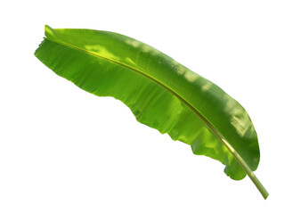 Banana leaf isolated on white background with clipping paths for graphic design or wallpaper