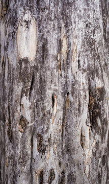 Svol Picture Examples Svol-Bilder: Stock-Fotos & -Videos. | Adobe Stock