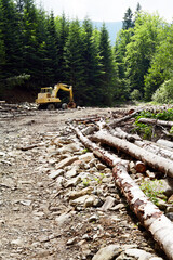 Deforestation in the Carpathian Mountains. The excavator destroys the forest. Illegal deforestation.