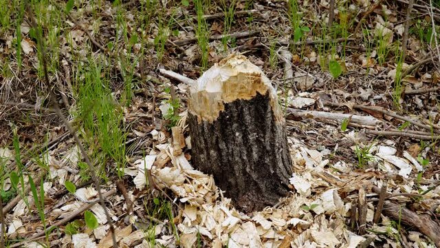 A gnawed tree stump shows the power of the mouth and teeth of a beaver, with chips of wood on the ground around it.