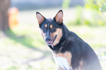 散歩する犬