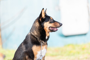 散歩する犬