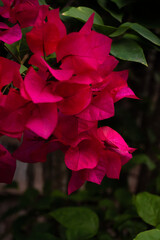 Red tropical flower plant in natural environment. Vertical composition