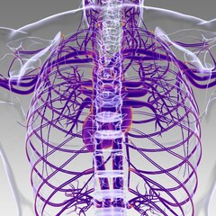 Human Heart With Circulatory System Anatomy For Medical Concept 3D Rendering
