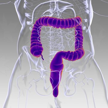Large Intestine 3D Illustration Human Digestive System Anatomy