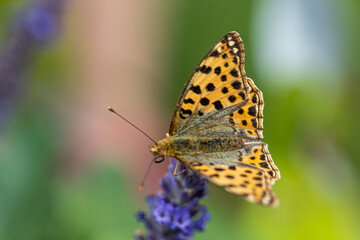 Fototapeta na wymiar Schmetterling, Perlmutterfalter