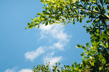 Close up low angle view of Ivory Coast almond branches and green leaves against blue sky and white fluffy clouds background.