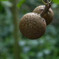 sapodilla fruit on the tree