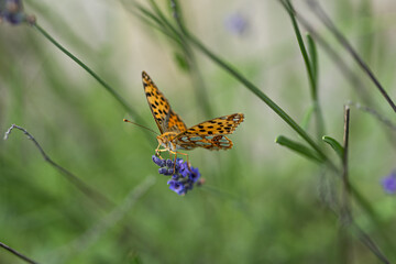 Kaisermantel am Lavendel, Makro