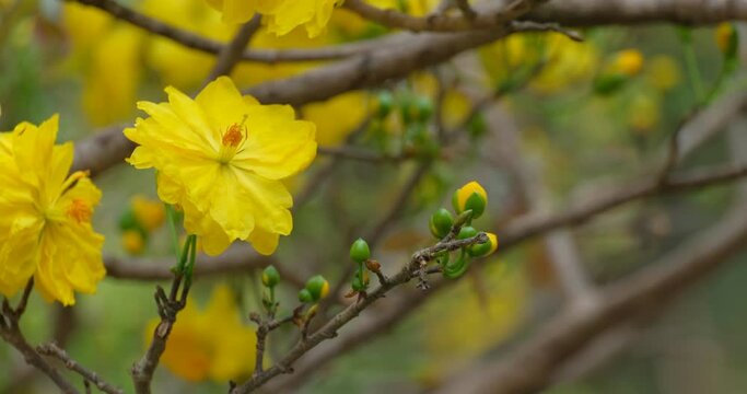 The best stock of apricot blossom (Ochna Integerrima). Royalty high quality free footage of Ochnaceae. Ochna integerrima is symbol of Vietnamese traditional lunar New Year. Mai flower in Vietnamese