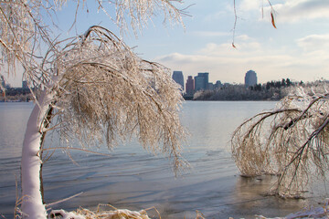 Ice frozen tree by lake and Changchun skyline in winter after snow storm. Jilin, China.