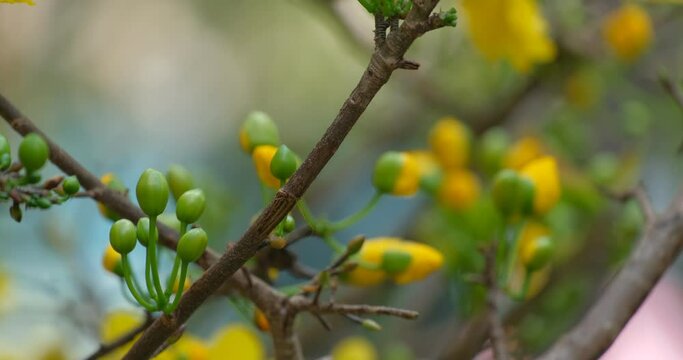 The best stock of apricot blossom (Ochna Integerrima). Royalty high quality free footage of Ochnaceae. Ochna integerrima is symbol of Vietnamese traditional lunar New Year. Mai flower in Vietnamese