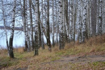 A birch grove by the river on a cloudy day in late autumn.