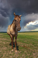 Portrait of a beautiful horse against the background of the sky.
