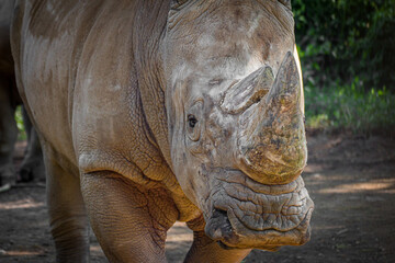 Fototapeta premium Portrait of a Rhino Close Up