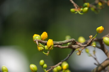 The best stock of apricot blossom (Ochna Integerrima). Royalty high quality free imamge of Ochnaceae. Ochna integerrima is symbol of Vietnamese traditional lunar New Year. Mai flower in Vietnamese