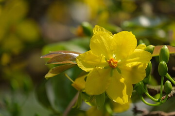 The best stock of apricot blossom (Ochna Integerrima). Royalty high quality free image of Ochnaceae. Ochna integerrima is symbol of Vietnamese traditional lunar New Year. Mai flower in Vietnamese