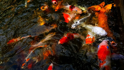 Naklejka na ściany i meble Blurry fancy carp feeding or colorful fish in the pond use for web design and wallpaper background