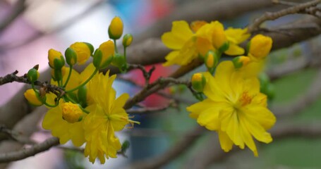 The best stock of apricot blossom (Ochna Integerrima). Royalty high quality free footage of Ochnaceae. Ochna integerrima is symbol of Vietnamese traditional lunar New Year. Mai flower in Vietnamese