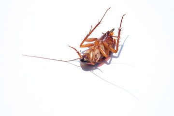 Died cockroach near toothbrush on white isolated background use for healthcare and medical background