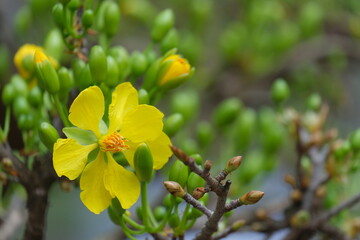 The best stock of apricot blossom (Ochna Integerrima). Royalty high quality free imamge of Ochnaceae. Ochna integerrima is symbol of Vietnamese traditional lunar New Year. Mai flower in Vietnamese
