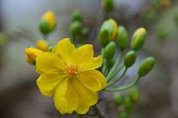 The best stock of apricot blossom (Ochna Integerrima). Royalty high quality free image of Ochnaceae. Ochna integerrima is symbol of Vietnamese traditional lunar New Year. Mai flower in Vietnamese