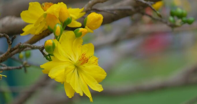 The best stock of apricot blossom (Ochna Integerrima). Royalty high quality free footage of Ochnaceae. Ochna integerrima is symbol of Vietnamese traditional lunar New Year. Mai flower in Vietnamese