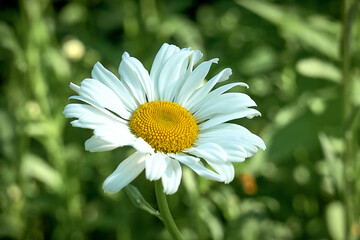 
flower, daisy, nature, white, summer, spring, yellow, green, garden, macro, plant, blossom, herb, beauty, flowers, chamomile, bloom, flora, field, meadow, petal, beautiful, floral, petals, close up ,