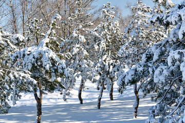 winter, snow, tree, cold, forest, landscape, frost, nature, sky, white, trees, season, winter forest, winter landscape, frozen, ice, blue, christmas, snowy, park, pine tree, scene, day, tree, outdoors